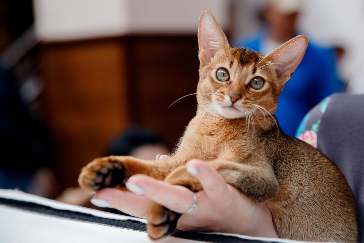 Kao kućni ljubimac, abesinska mačka je izuzetno privržena ljudima