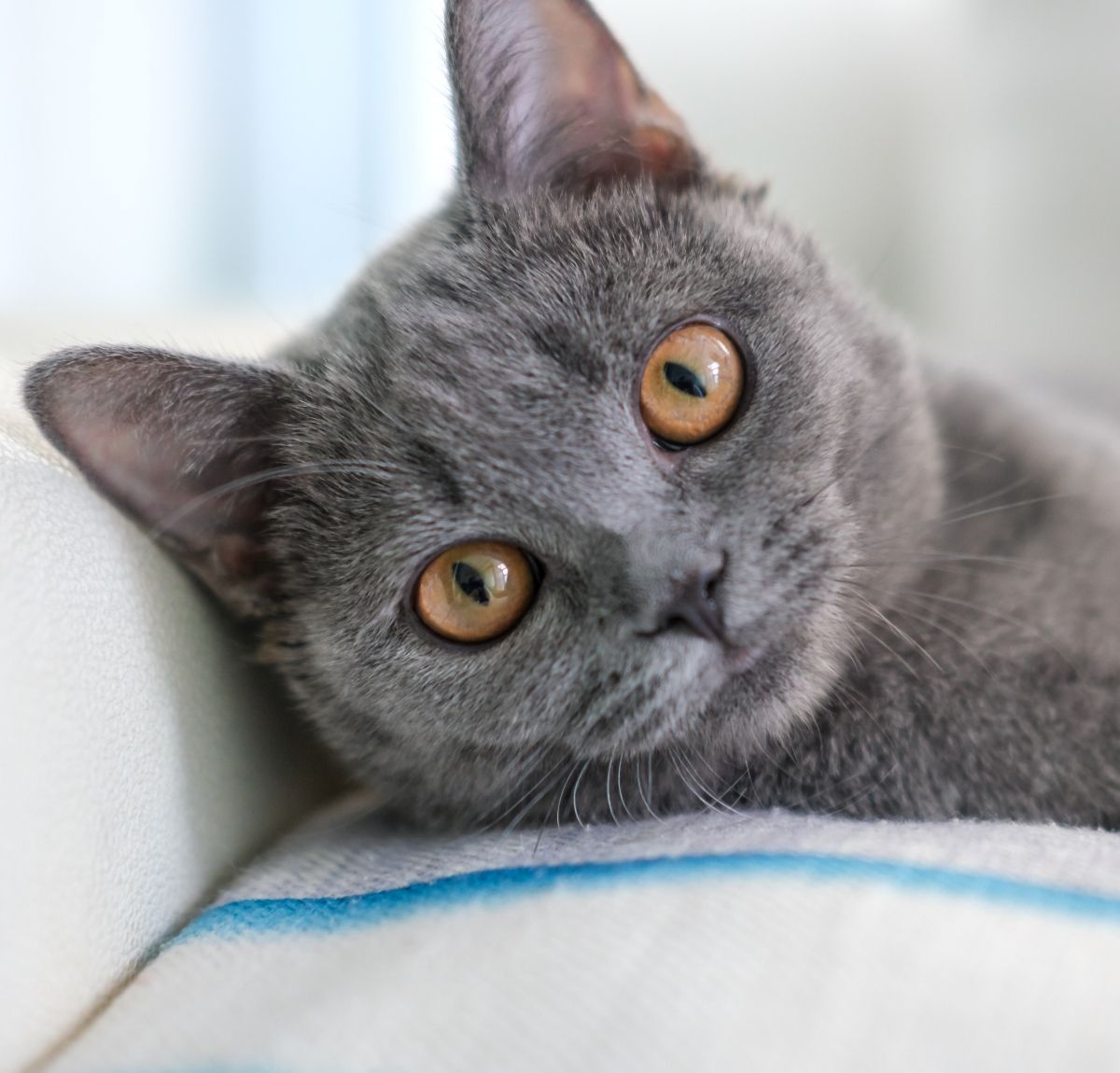 Britanska kratkodlaka mačka