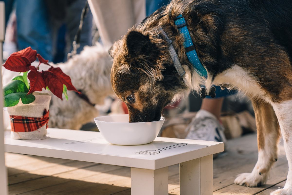 Na otvaranje su svratili mnogi znatiželjni dlakavci
