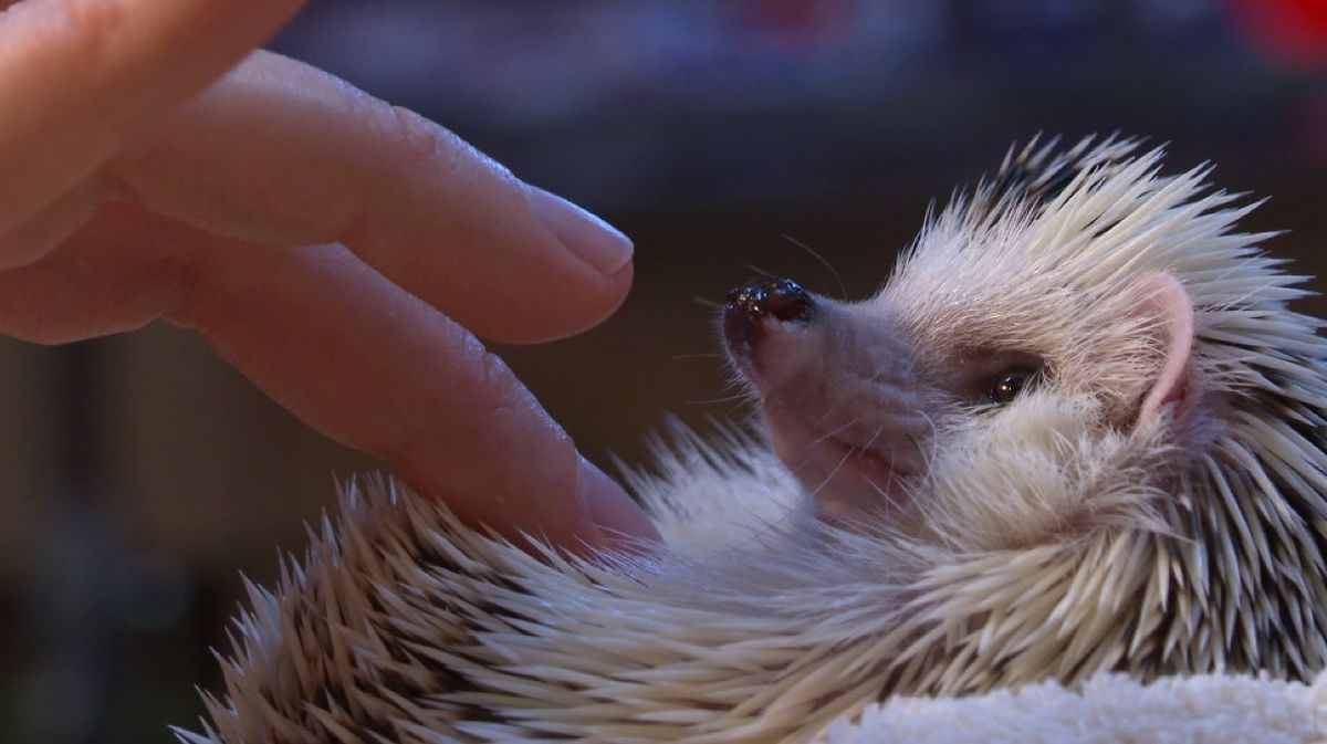 Miloš se najbolje opušta u Mijinu krilu