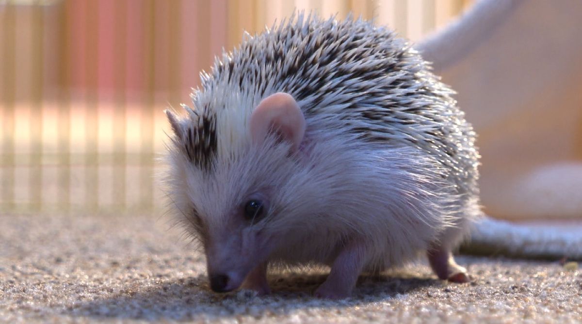 Miloš ima snažnu osobnost