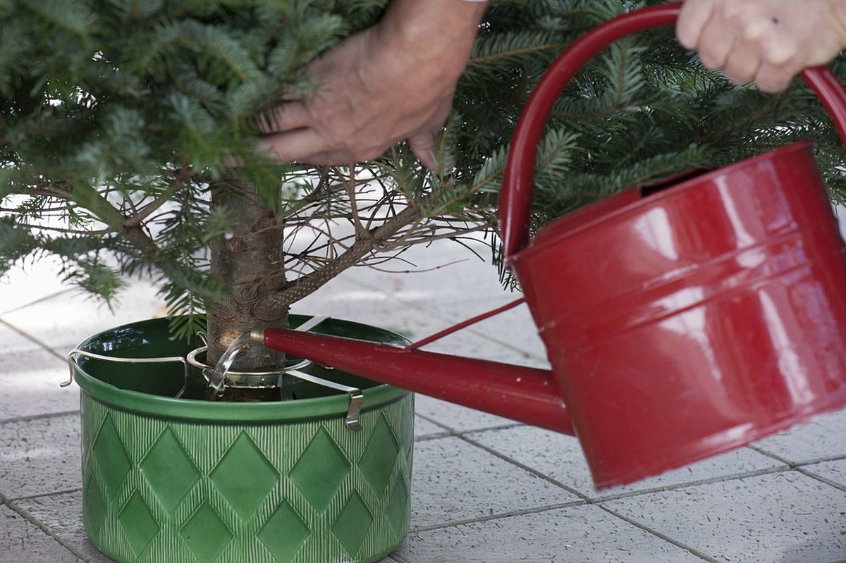 Bor treba vlage kako bi što duže ostao svjež
