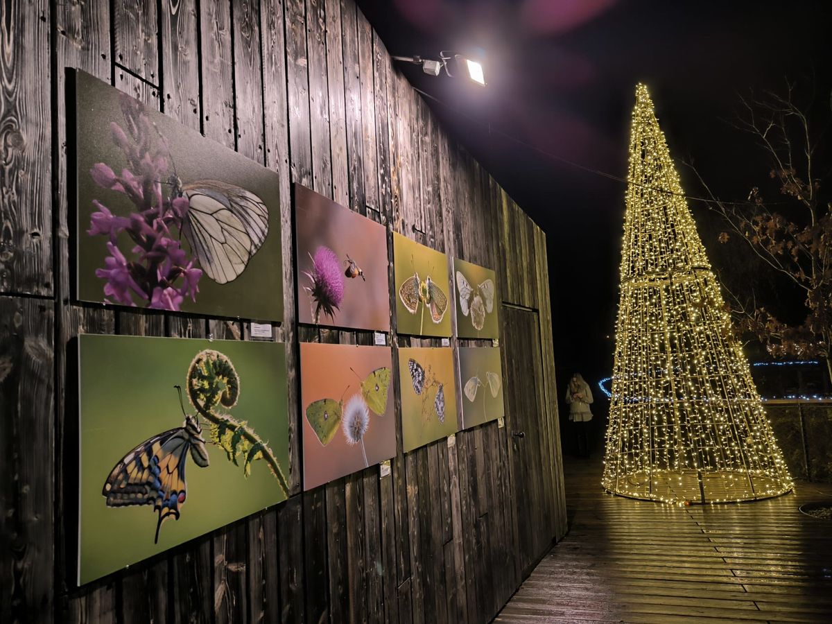 Advent u Divljem srce grada počinje 2. prosinca - 1