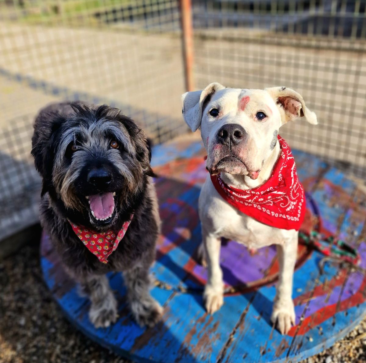 Udruga Pobjede organizira božićni ručak za pse u Azilu - 1