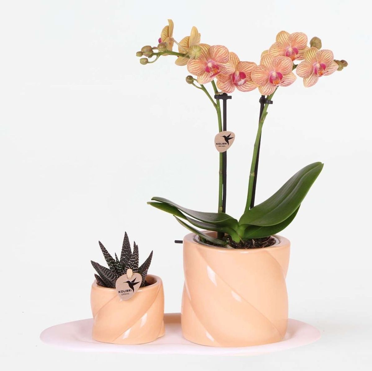 Poklon set orhideja 'Orange S' - Phalaenopsis, 39,95 eura