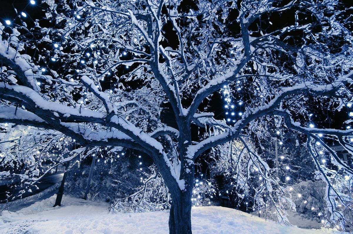Hladna bijela svijetla bolji su izbor za blagdansko ukrašavanje eksterijera