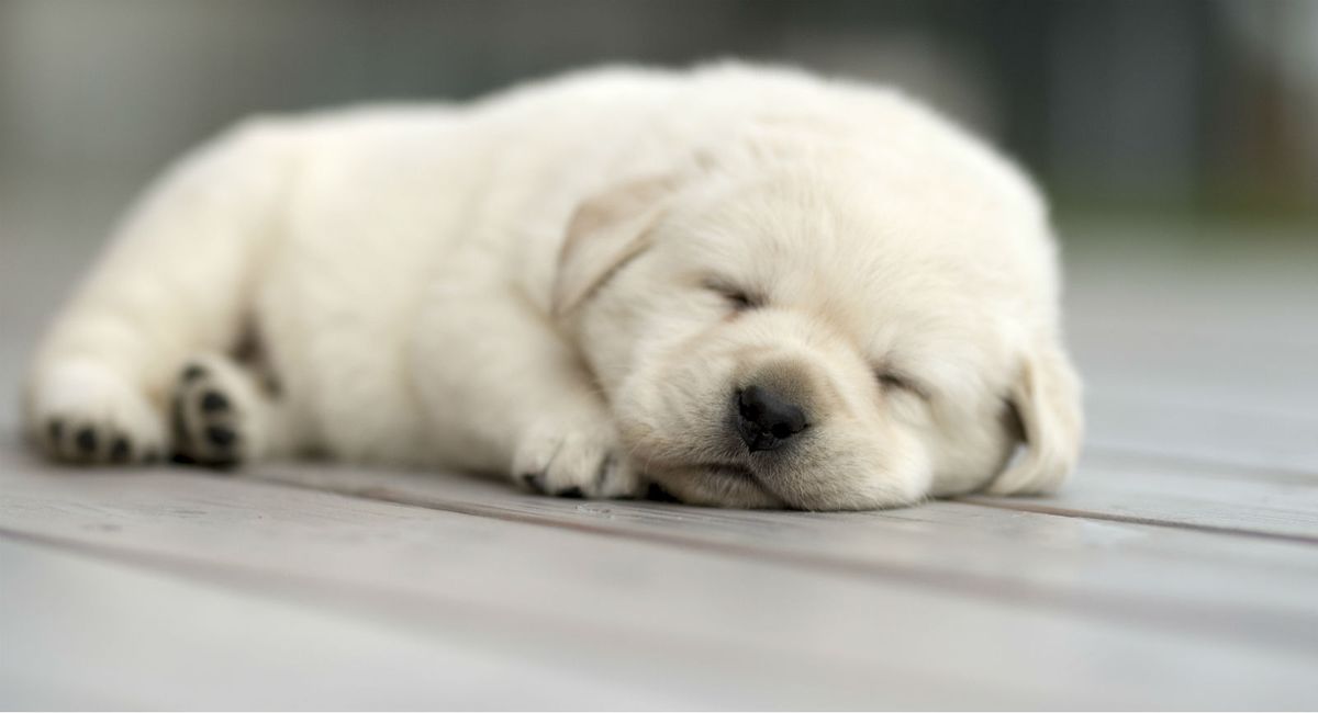 Štene labradora retrivera