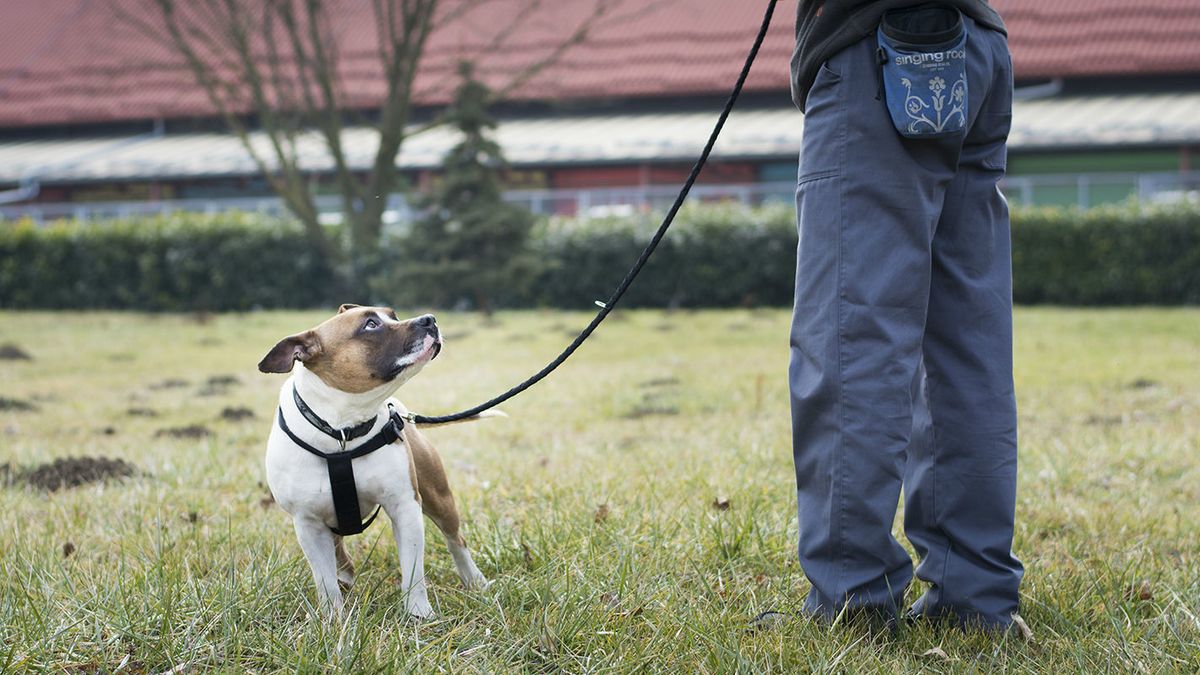 Mladi Badi u skloništu Dumovec čeka svoj novi dom - 1