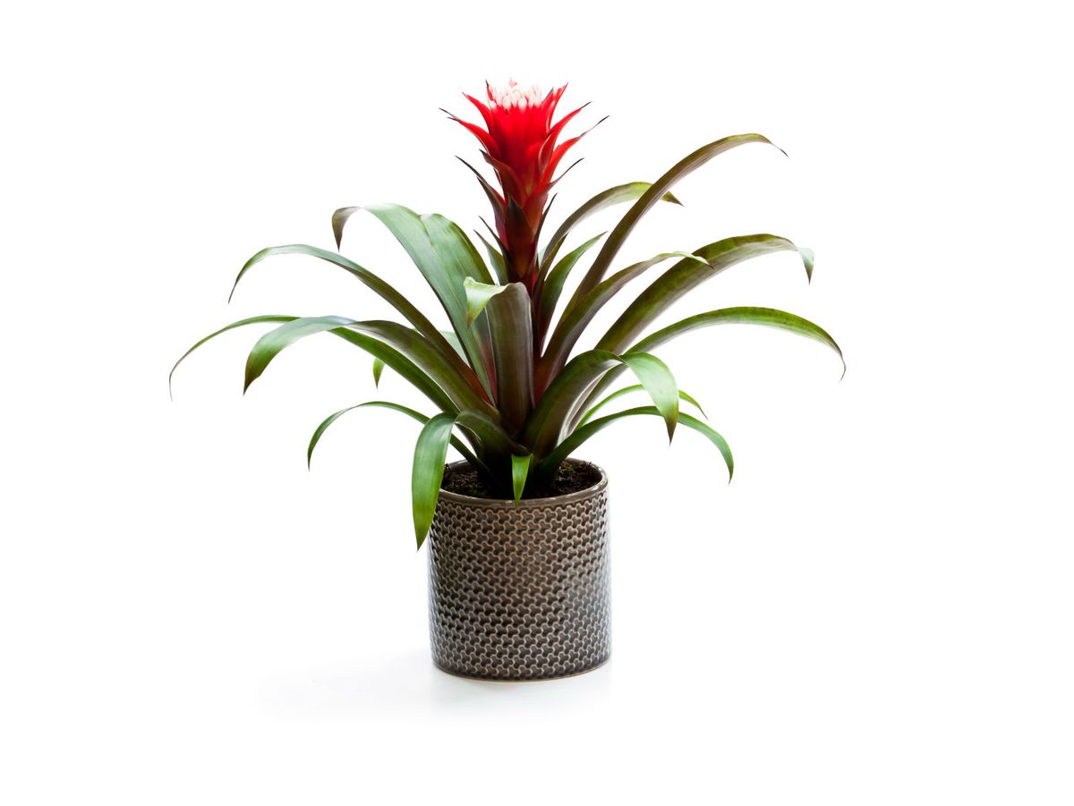 Bromelia