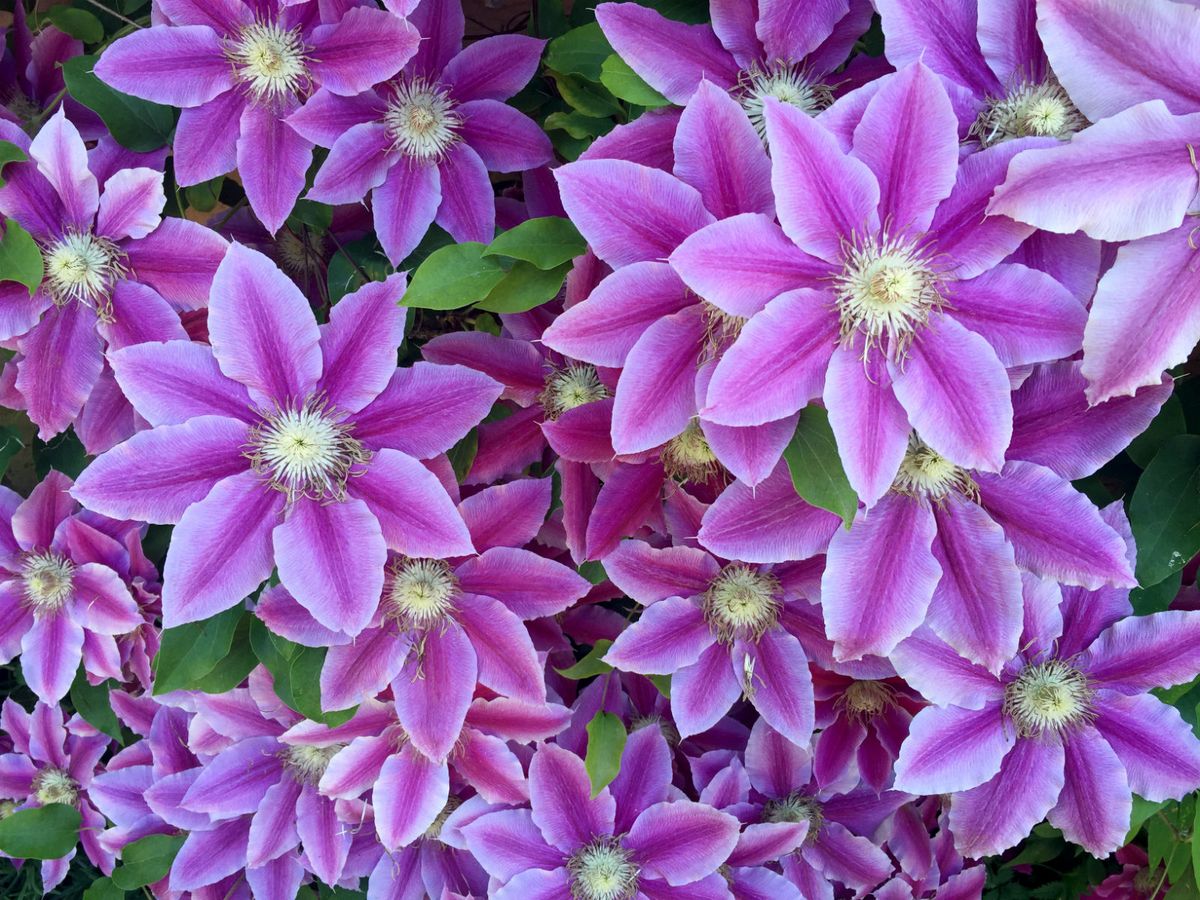 Cvijet clematis dobio je ime po vojvotkinji