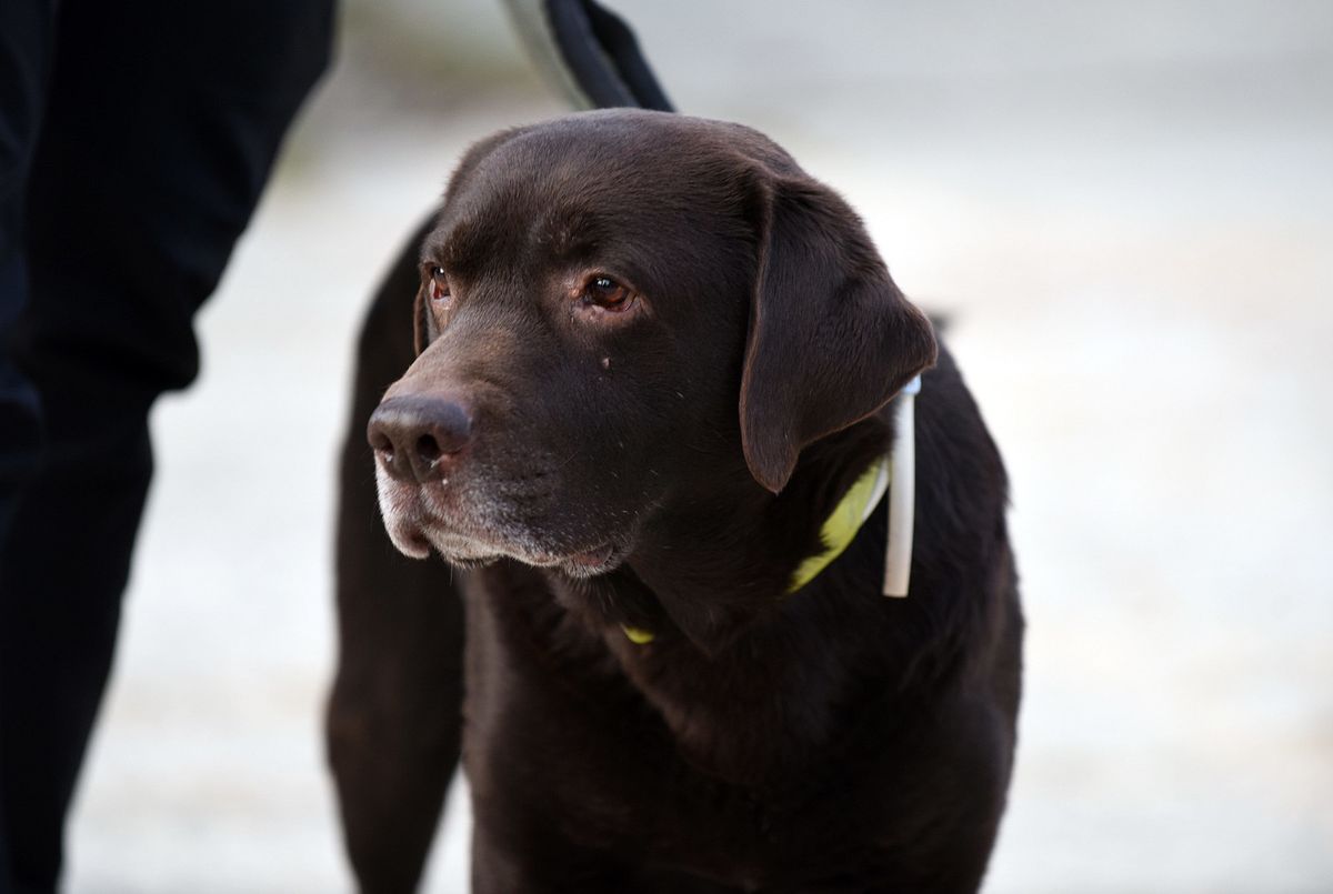 Devetogodišnji pas Gizmo i njegova trenerica Nika Markoč otišli su u potresom pogođeni turski grad Gaziantep - 3
