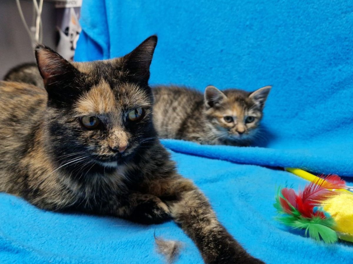 Sklonište Dumovec organizira akciju Odgovoran čovjek, sretna njuška - 2