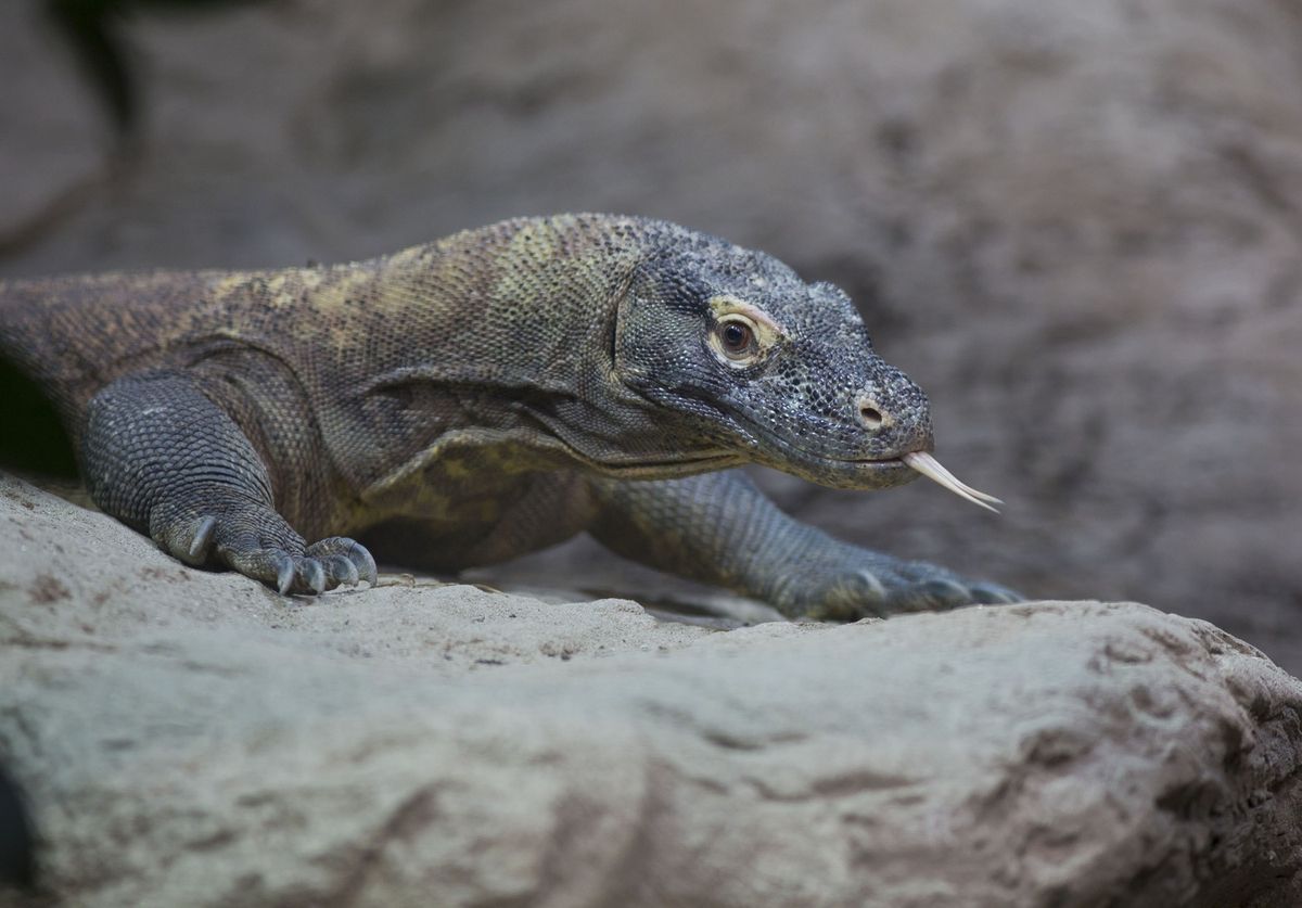 Tijekom školskih praznika u Zoološkom vrtu Grada Zagreba održava se Zoo avantura - 4