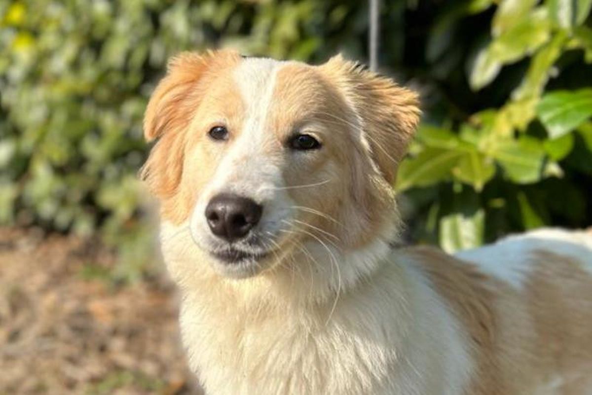 'Mjesto sa 150 srdaca' je akcija u Dumovcu povodom Valentinova - 1