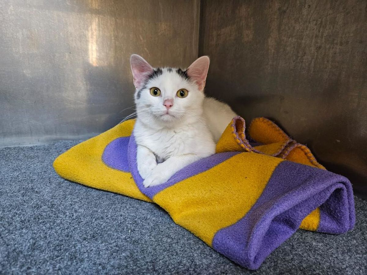 'Mjesto sa 150 srdaca' je akcija u Dumovcu povodom Valentinova - 2