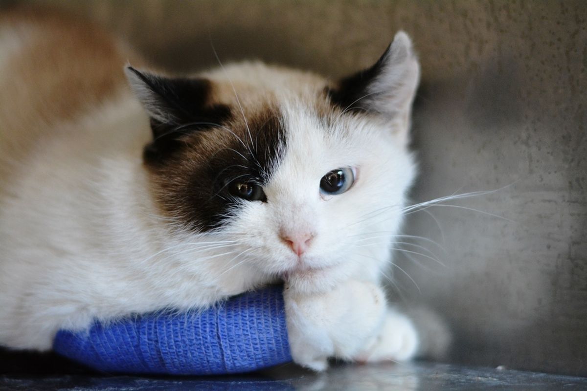 'Mjesto sa 150 srdaca' je akcija u Dumovcu povodom Valentinova - 4