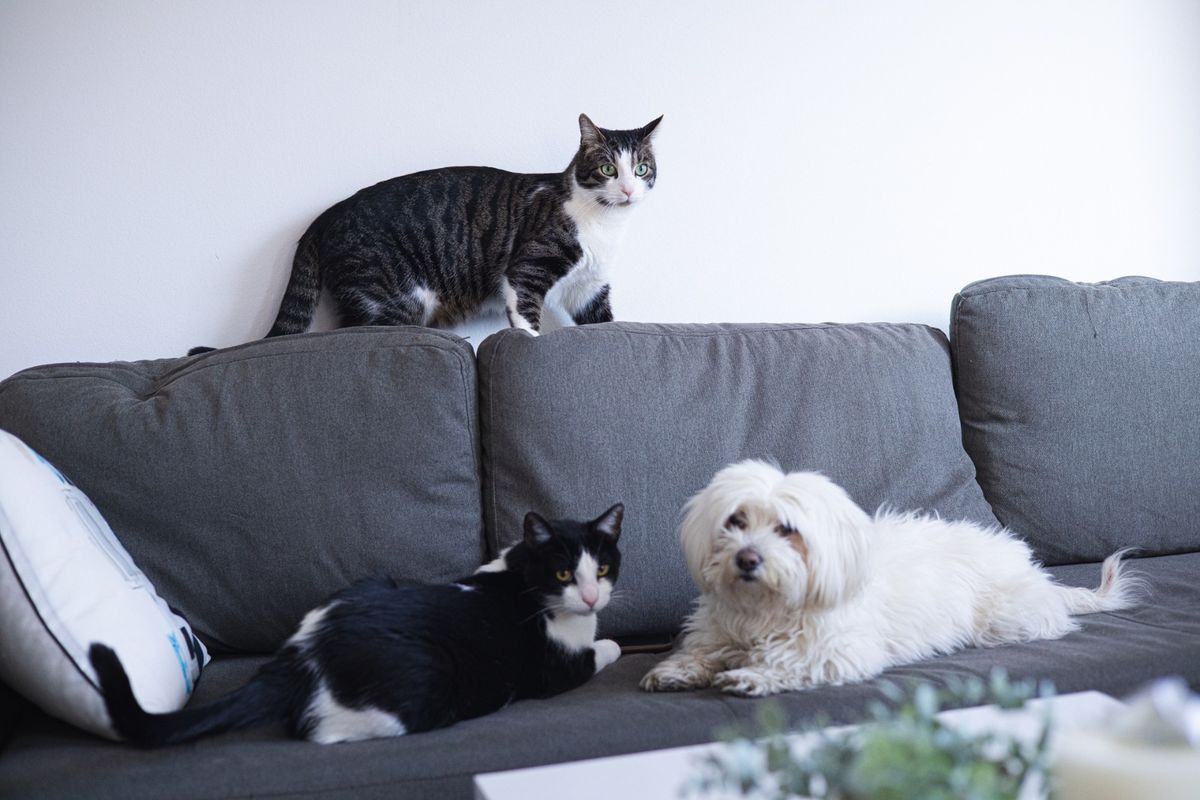 Sanja Srdić Jungić