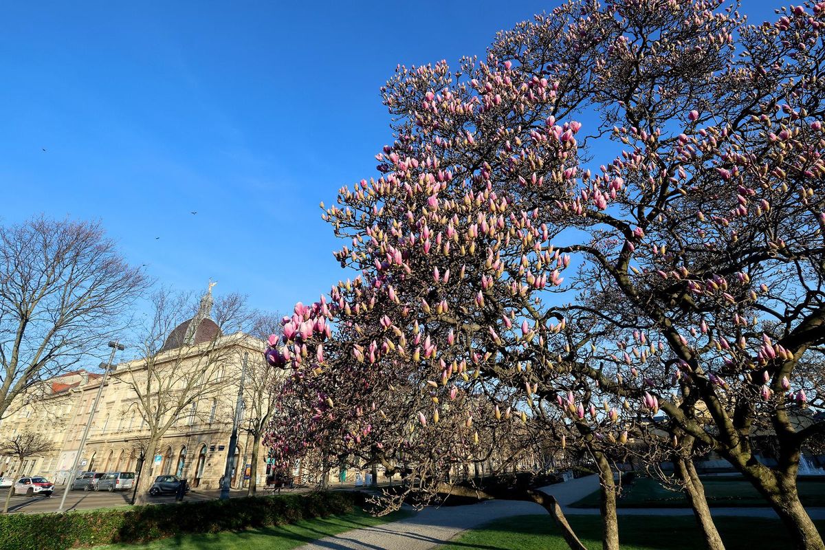 Magnolija sa zagrebačkog Tomislavca već je procvjetala