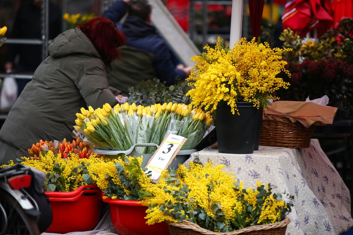 Cvijeće na Splavnici