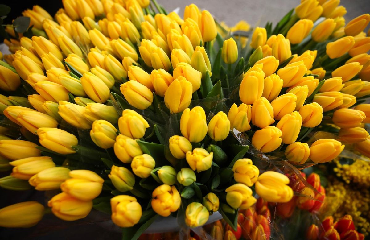 Tulipani na zagrebačkoj splavnici