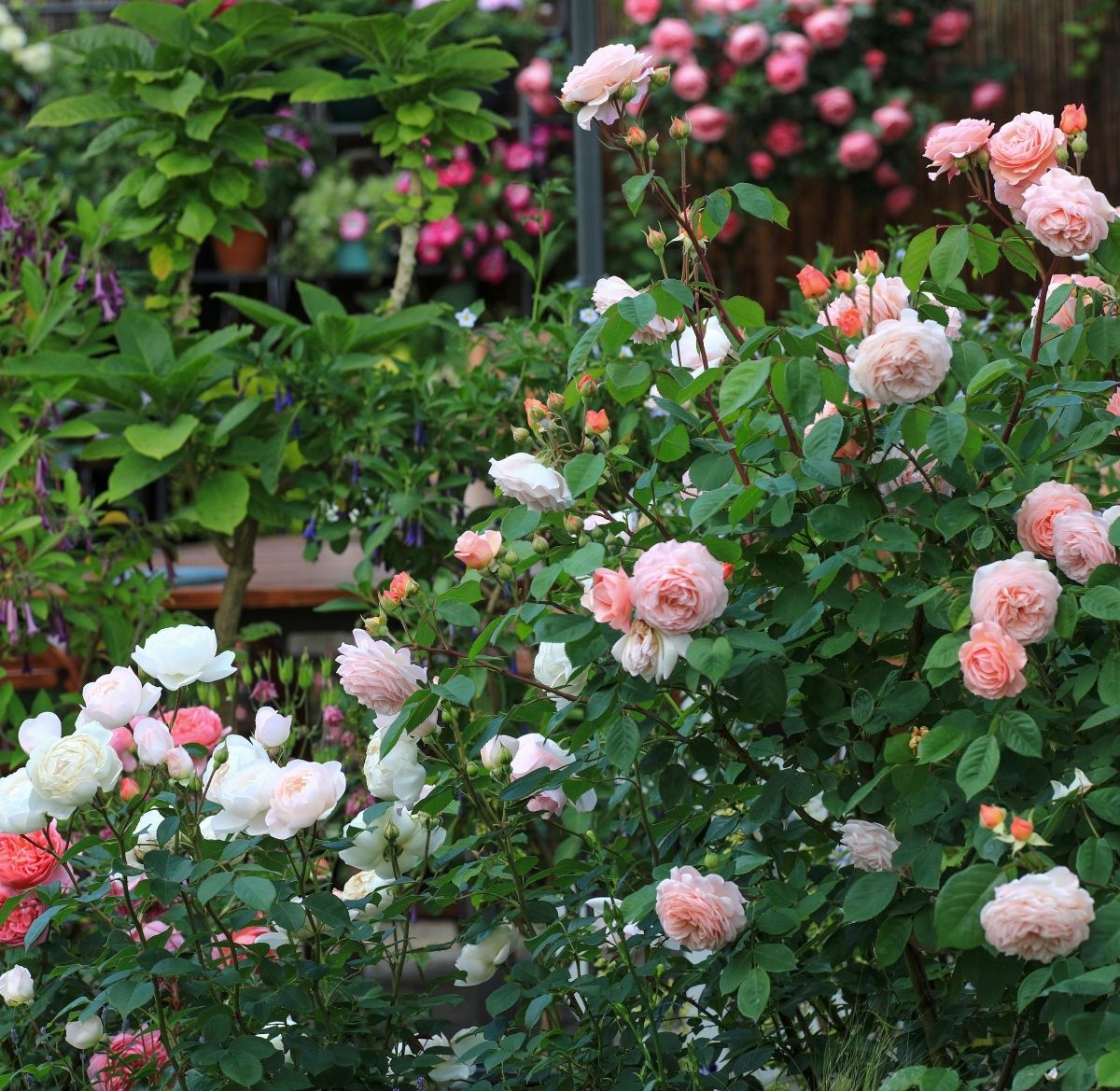 Ruže su uvijek dobra opcija