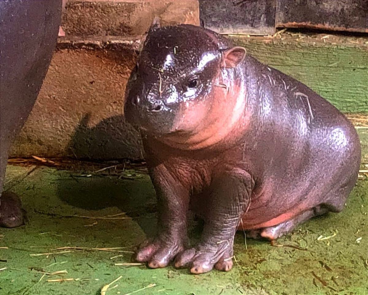 Malena patuljasta vodenkonjica iz zagrebačkog zoo vrta dobila je ime Lotta - 7