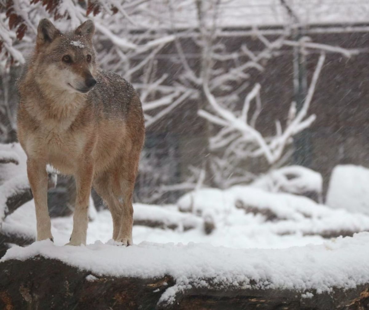 U Zoološkom vrtu Grada Zagrebu do kraja veljače održavat će se Egzotične subote - 1