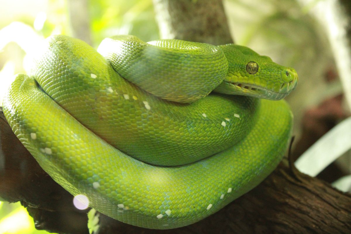 U Zoološkom vrtu Grada Zagrebu do kraja veljače održavat će se Egzotične subote - 3