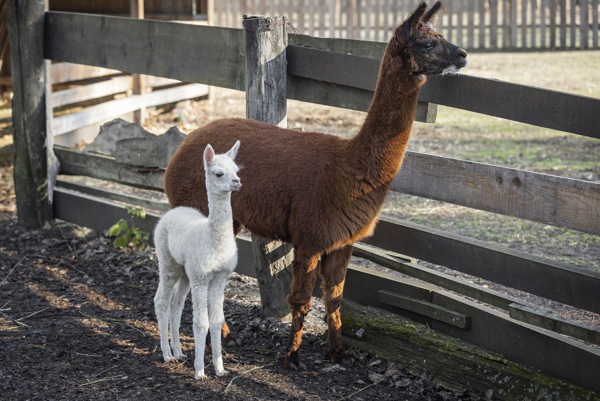 Beba alpaka došla je na svijet u osječkom zoološkom vrtu - 2