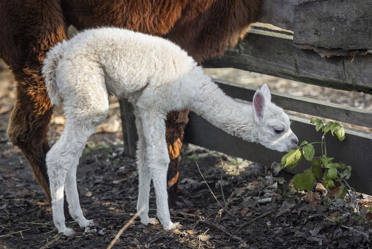 Beba alpaka došla je na svijet u osječkom zoološkom vrtu - 4