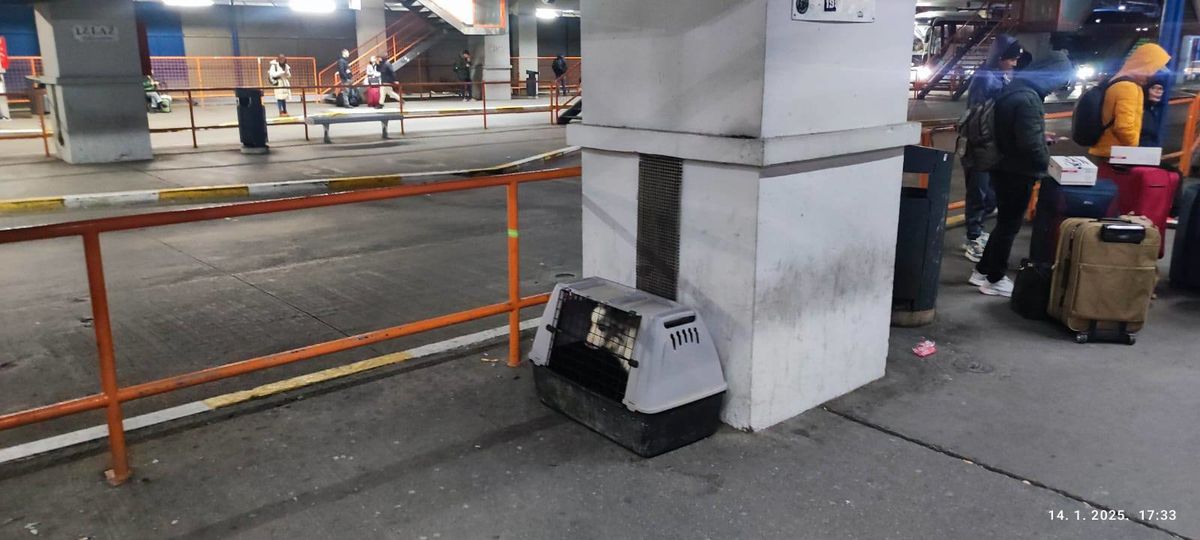 Kujica Blue koja je bila ostavljena na Autobusnom kolodvoru u Zagrebu otišla je u novi dom - 1