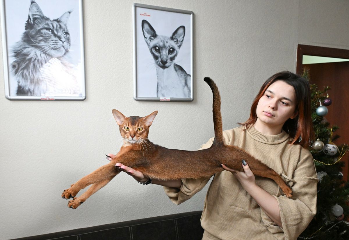 Abesinska mačka Darlen Fleur Dalmore Black proglašena je najljepšom mačkom na svijetu - 2