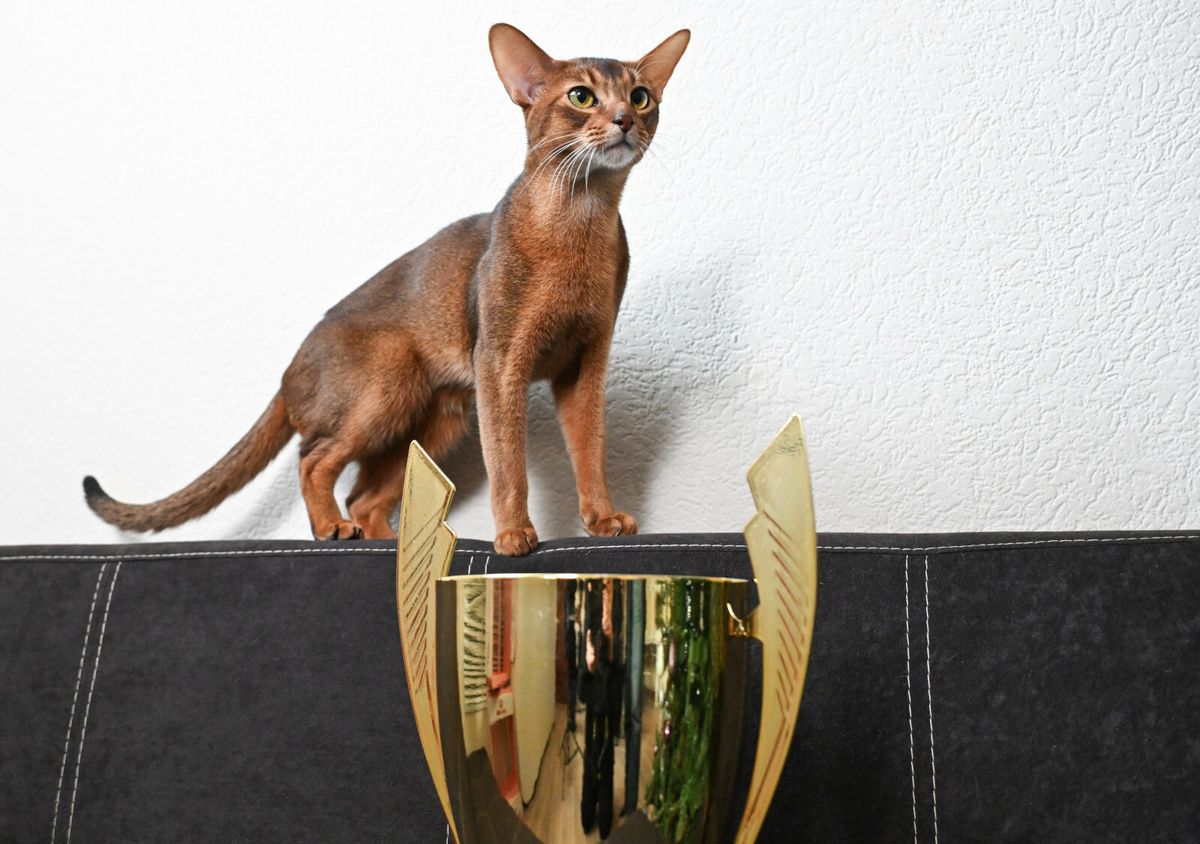 Abesinska mačka Darlen Fleur Dalmore Black proglašena je najljepšom mačkom na svijetu - 7