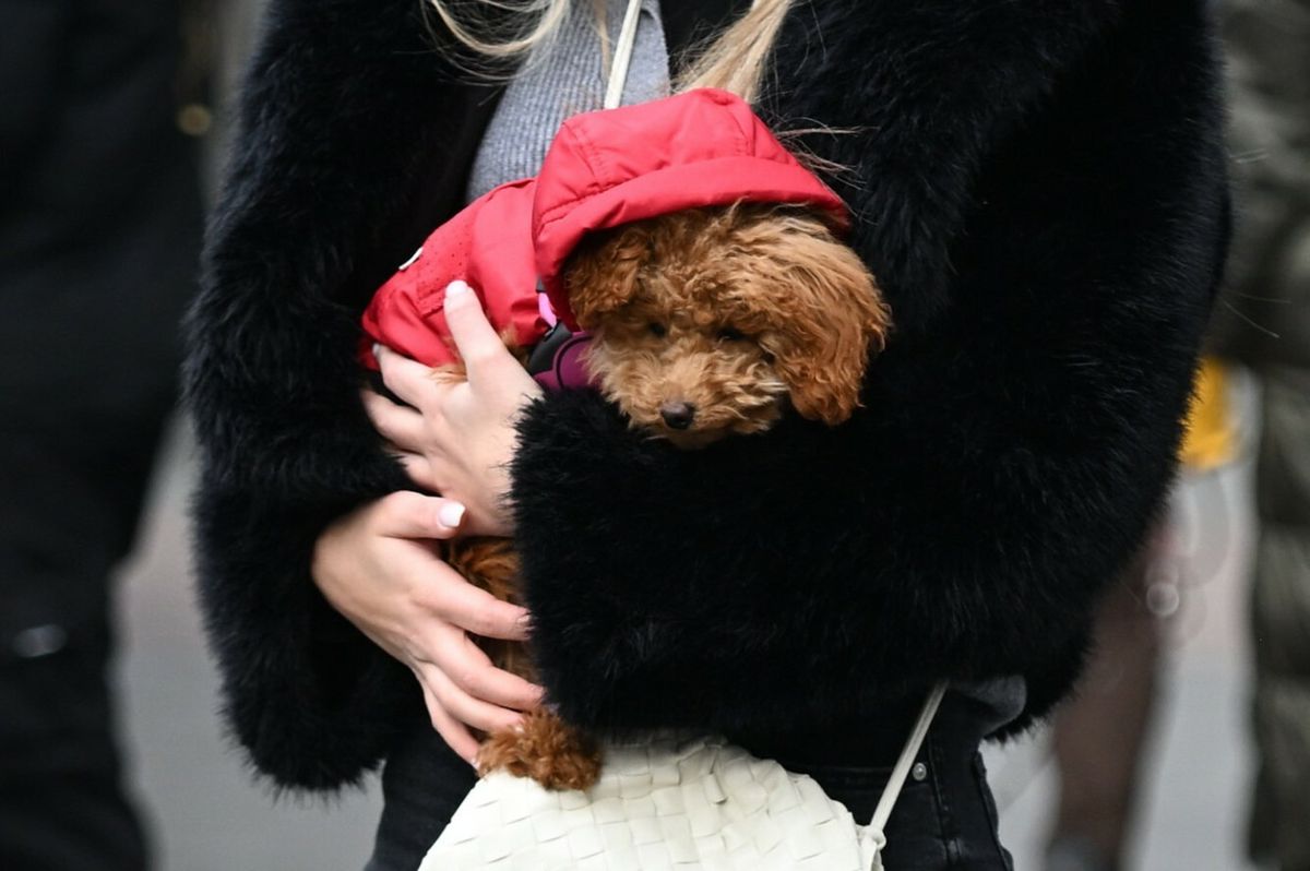 Malena toy pudla imala je svoj kaputić