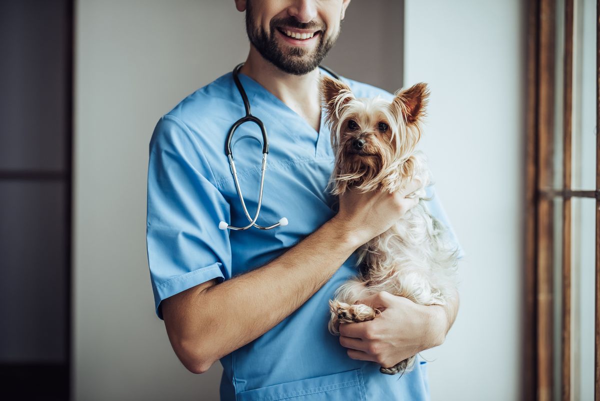 Uplašeni kućni ljubimac kod veterinara