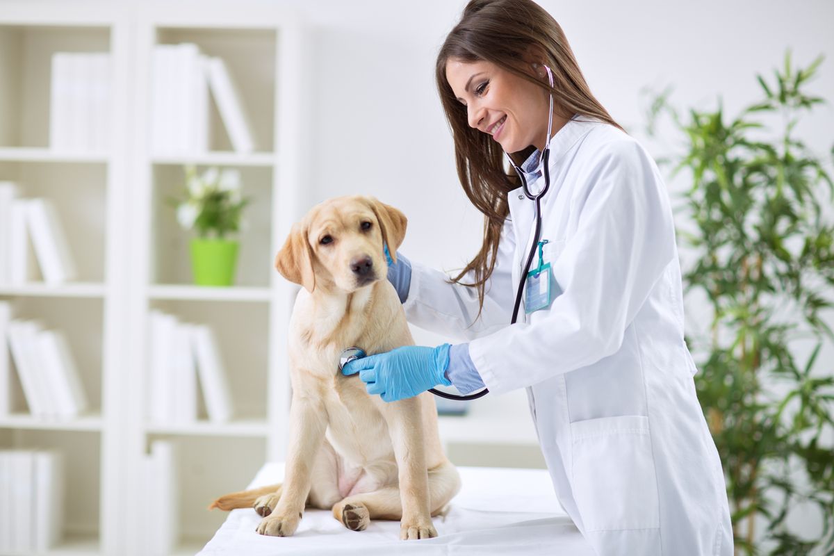 Pas kod veterinara