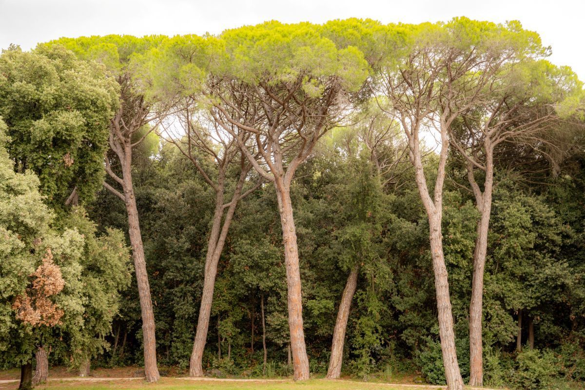 Park šuma Zlatni rt