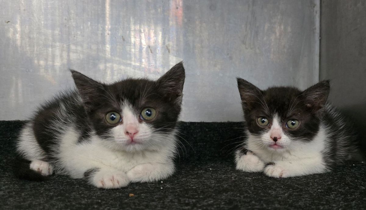 Sklonište Dumovec u subotu ima Dan otvorenih vrata - 4