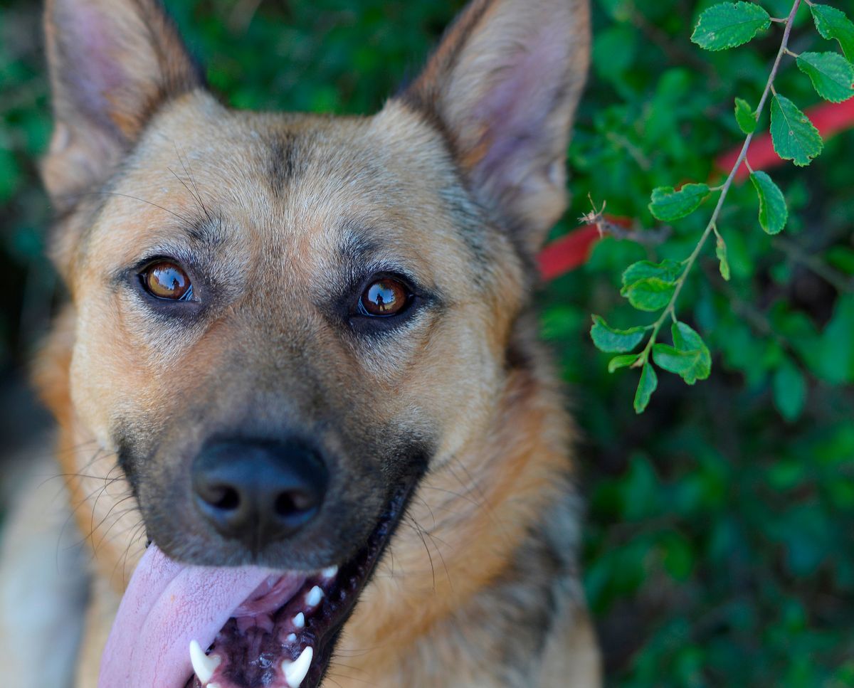 Sklonište Dumovec u subotu ima Dan otvorenih vrata - 5
