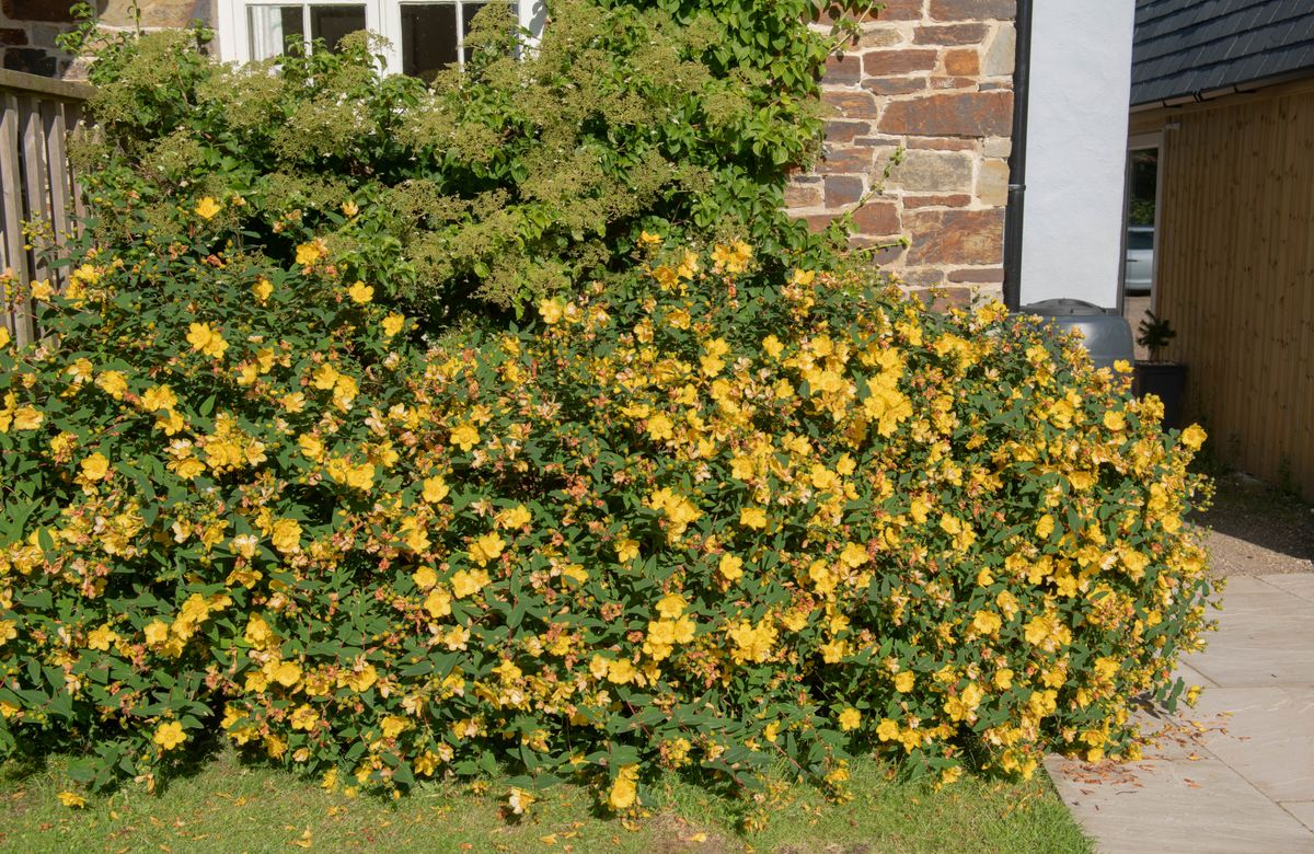 Gospina trava jedan je od najljepših žutih grmova koji se ističe svojom bojom, bogatim cvjetanjem i prilagodljivošću - 2