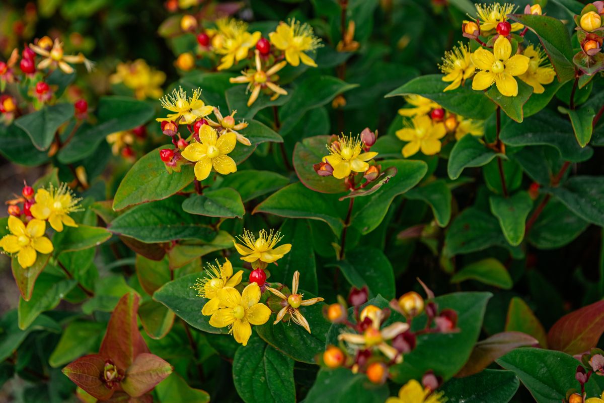 Gospina trava jedan je od najljepših žutih grmova koji se ističe svojom bojom, bogatim cvjetanjem i prilagodljivošću - 6