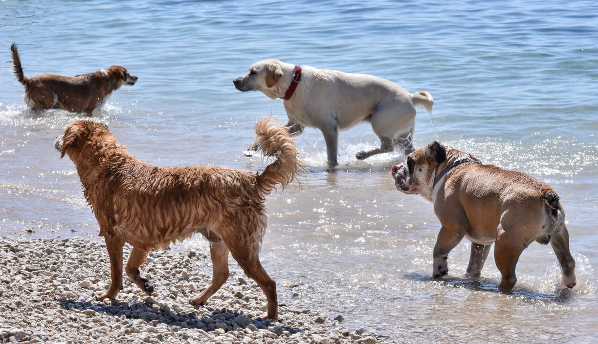 Dog friendly plaža Duilovo u Splitu