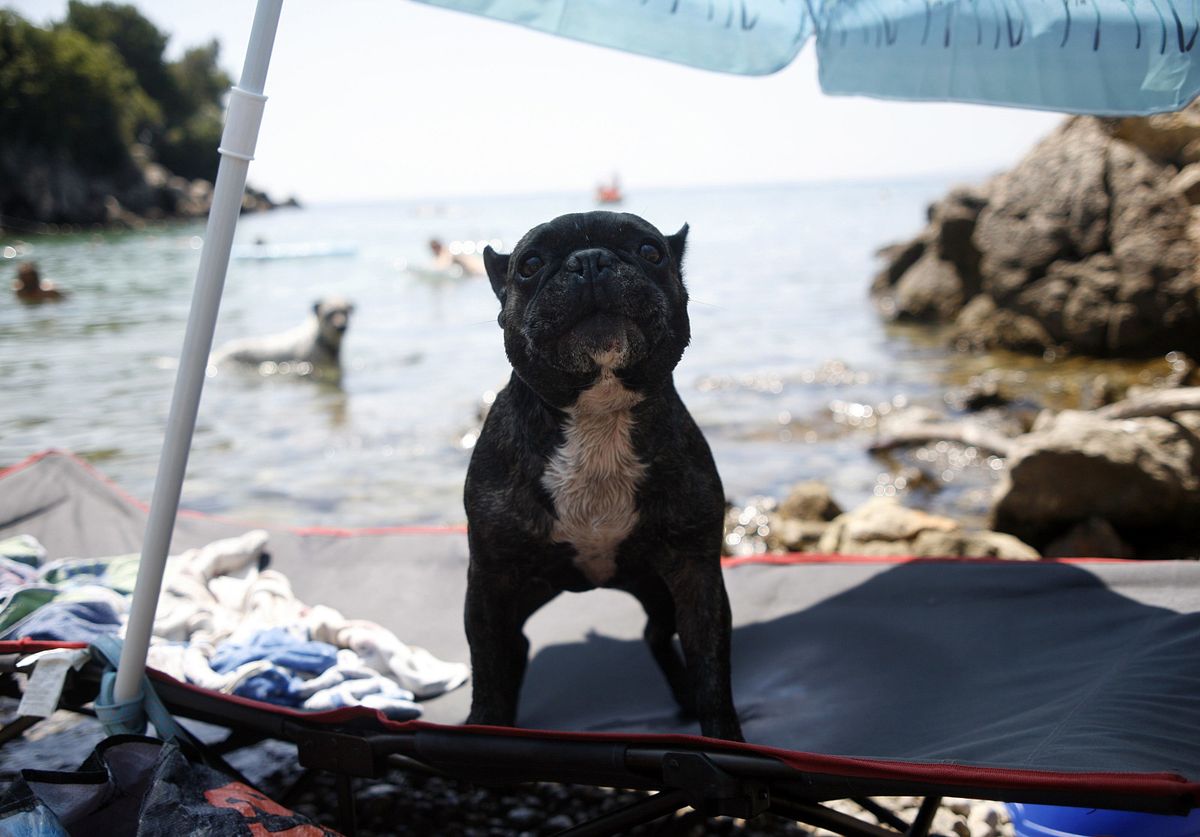 Pseća plaža u mjestu Krk na otoku Krku