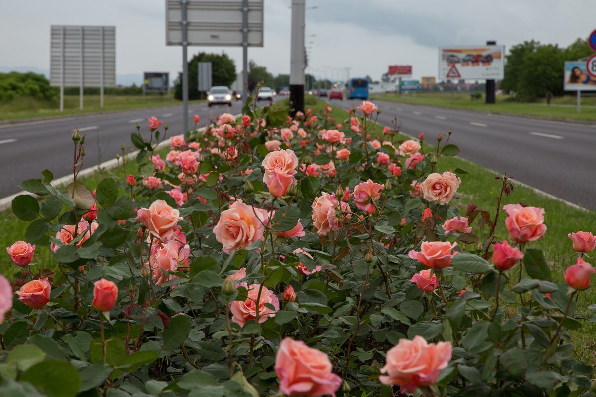 Velika Gorica ima svoju ružu koja krasi nekoliko lokacija u gradu - 11