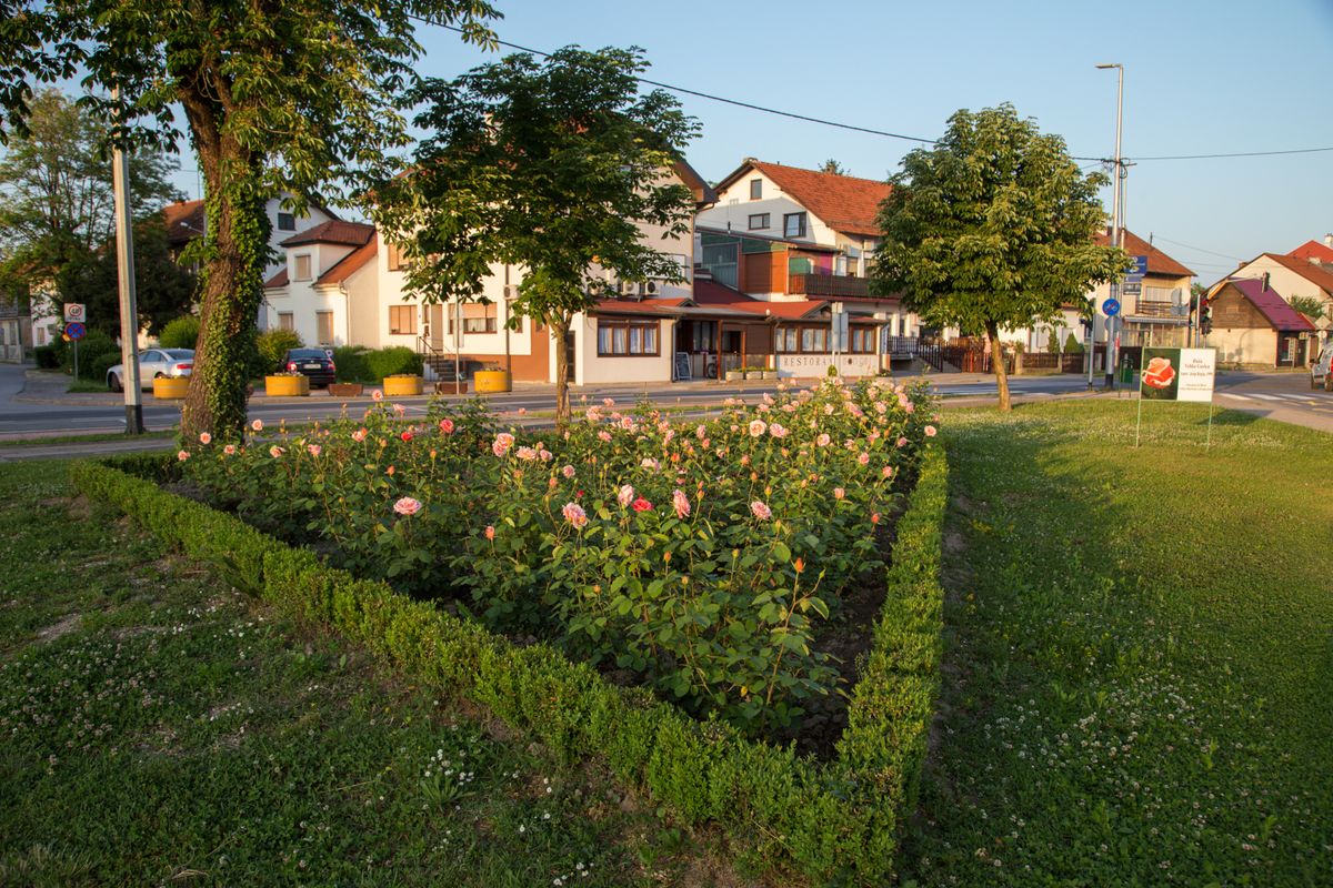 Velika Gorica ima svoju ružu koja krasi nekoliko lokacija u gradu - 12
