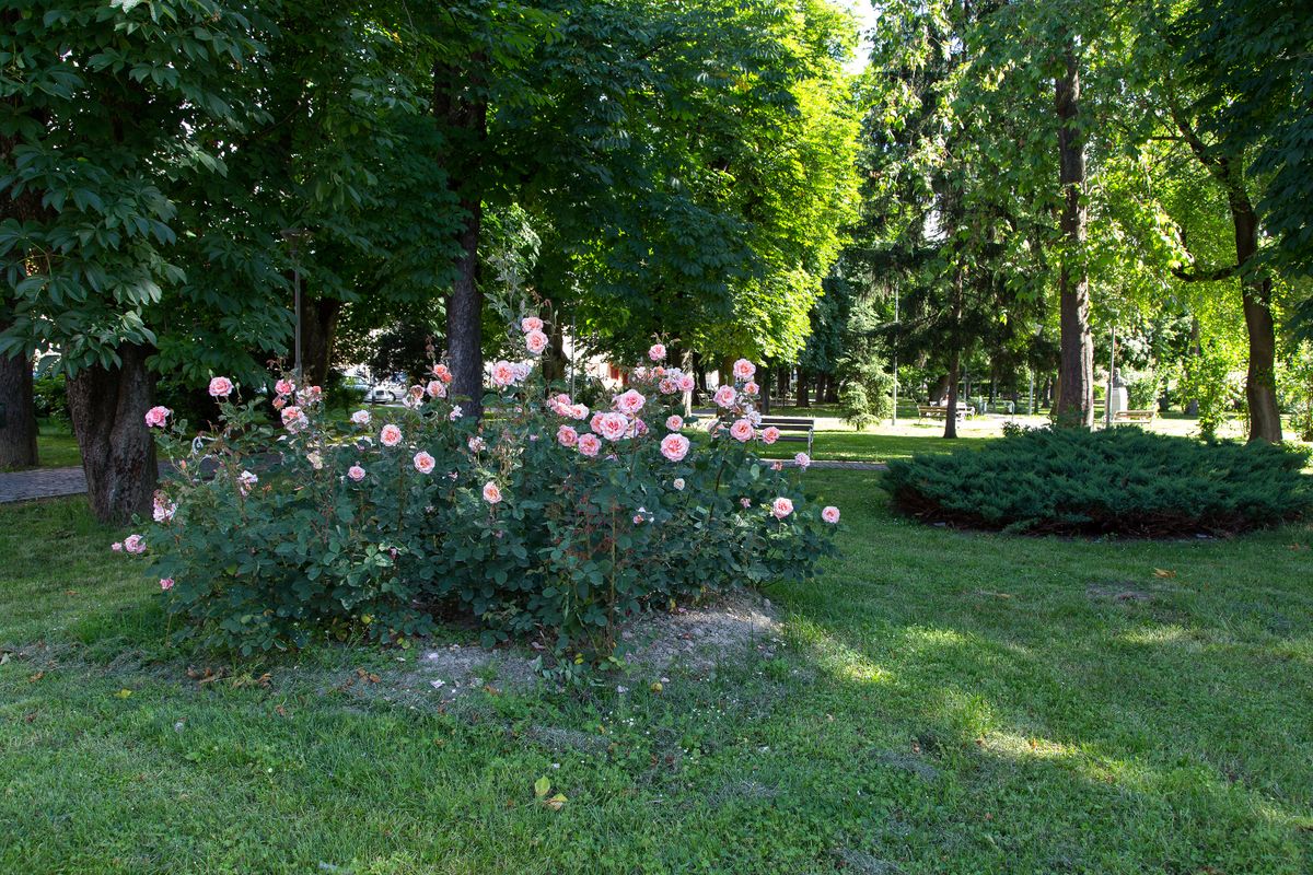 Velika Gorica ima svoju ružu koja krasi nekoliko lokacija u gradu - 14