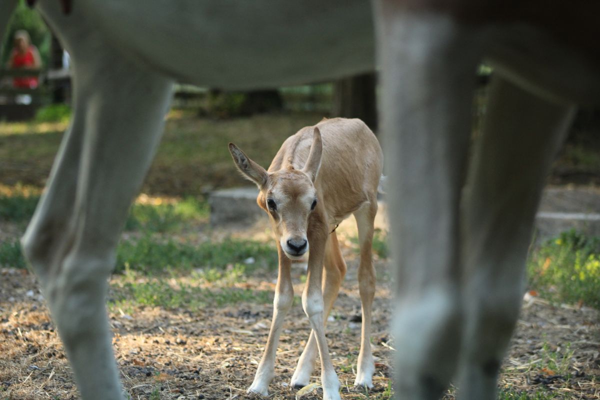 Deset dana stara oriksica iz zagrebačkog zoo vrta lijepo napreduje - 1