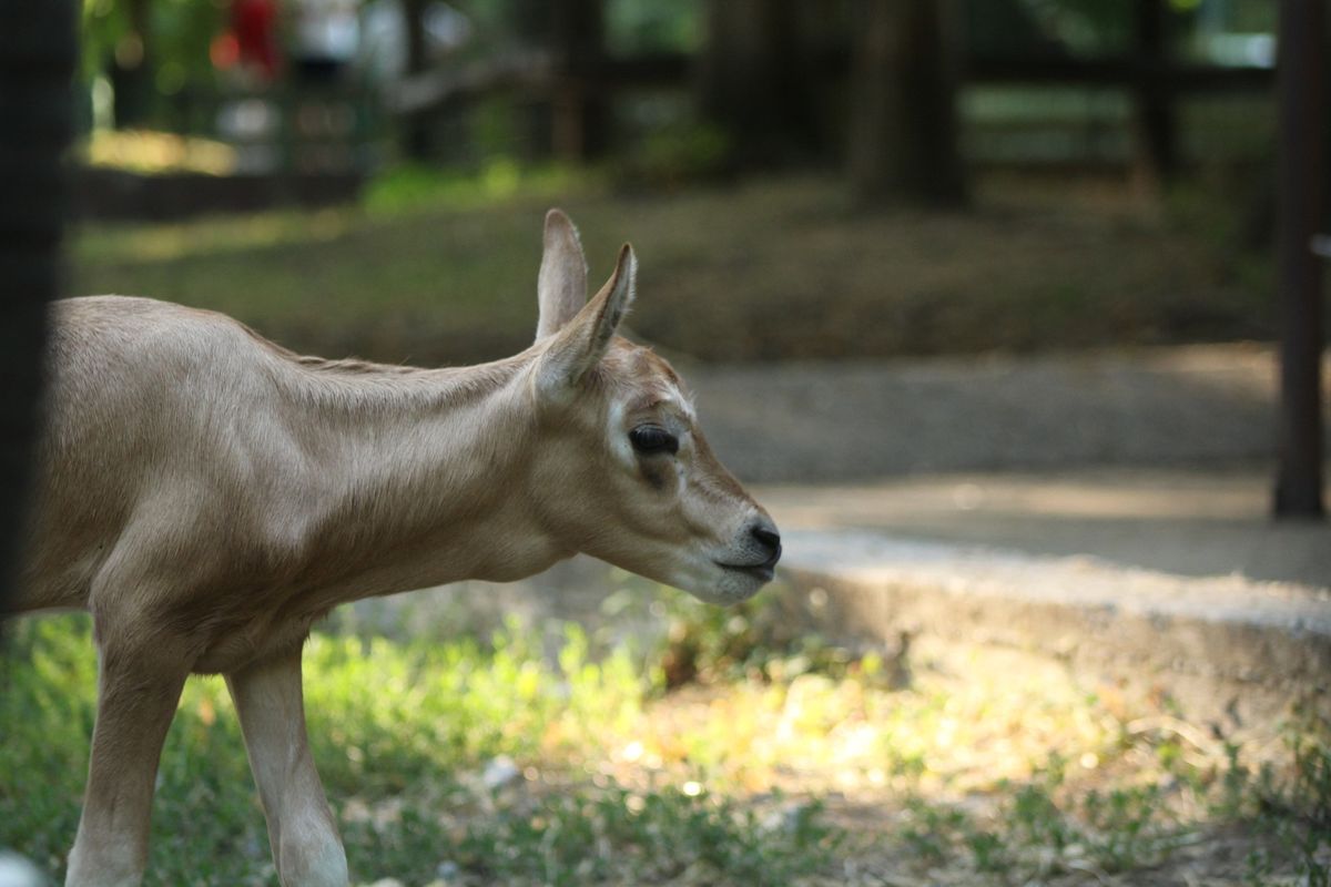 Deset dana stara oriksica iz zagrebačkog zoo vrta lijepo napreduje - 4