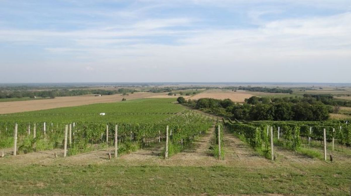 Vinograd Vinarije Pinkert u Baranji
