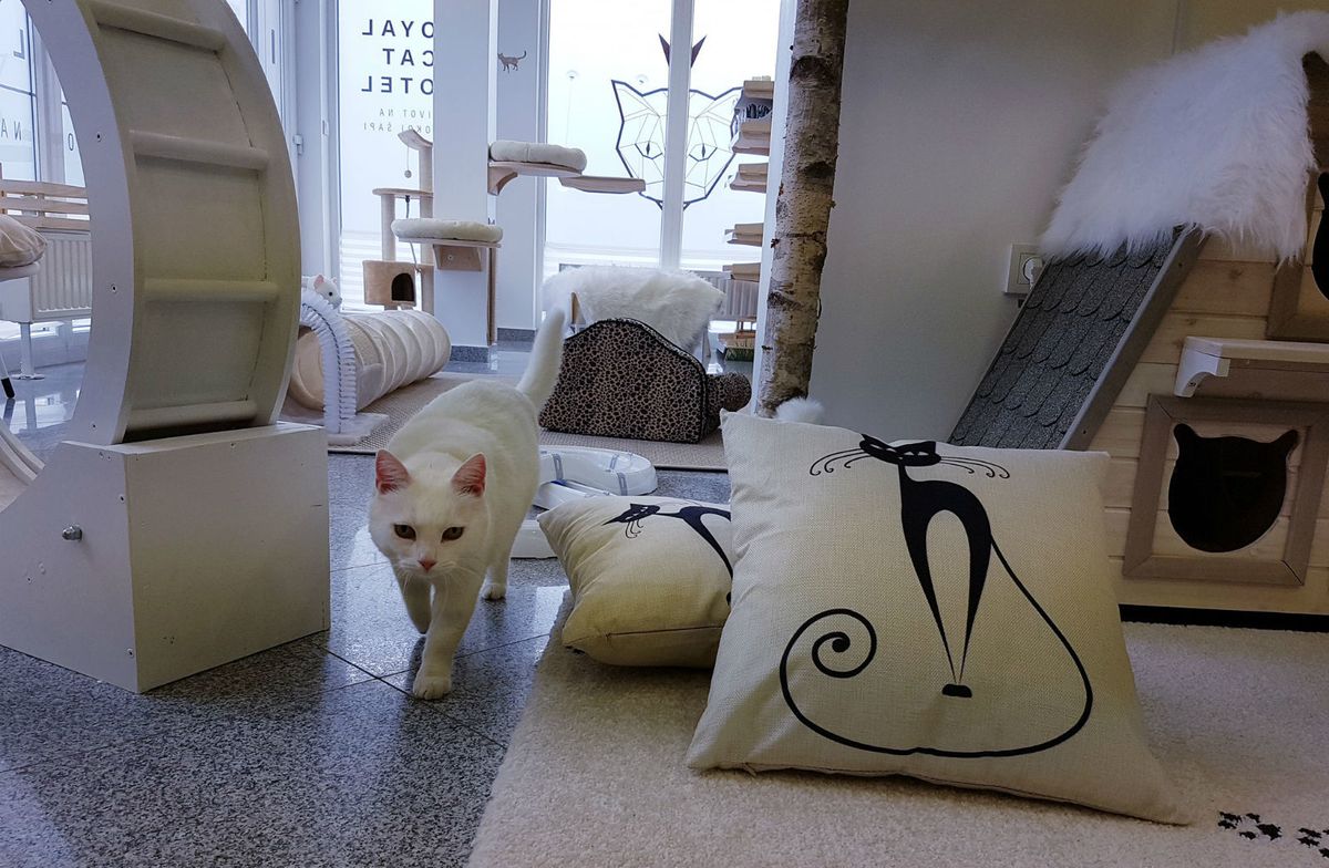 Prvi hotel za mačke u Hrvatskoj otvoren je u Dugom Selu - 6